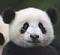 Helen Peng's Avatar